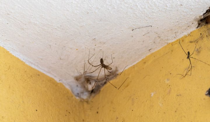 An image depicting a common house spider in a corner, representing professional spider removal services by an animal control company.