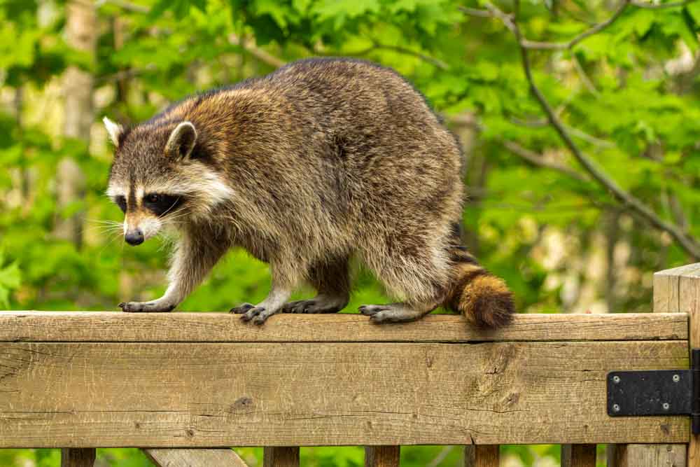 A raccoon walking on a wooden fence in a lush green environment, depicting the need for professional wildlife removal services.