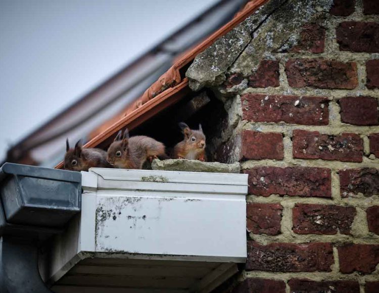 Three squirrels peeking from a brick attic entry, highlighting common wildlife issues in residential areas.